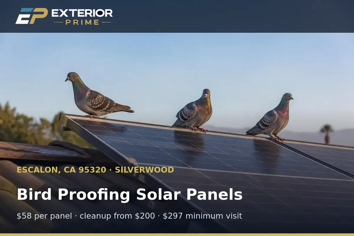 Pigeons perched along the top rail of an unprotected solar array on a Silverwood home in Escalon, CA