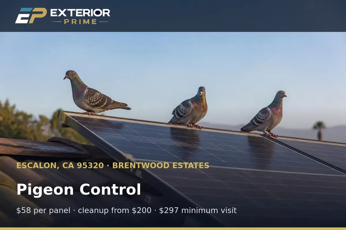 Pigeons gathered on a rooftop ridge above a solar array on a Brentwood Estates home in Escalon, CA