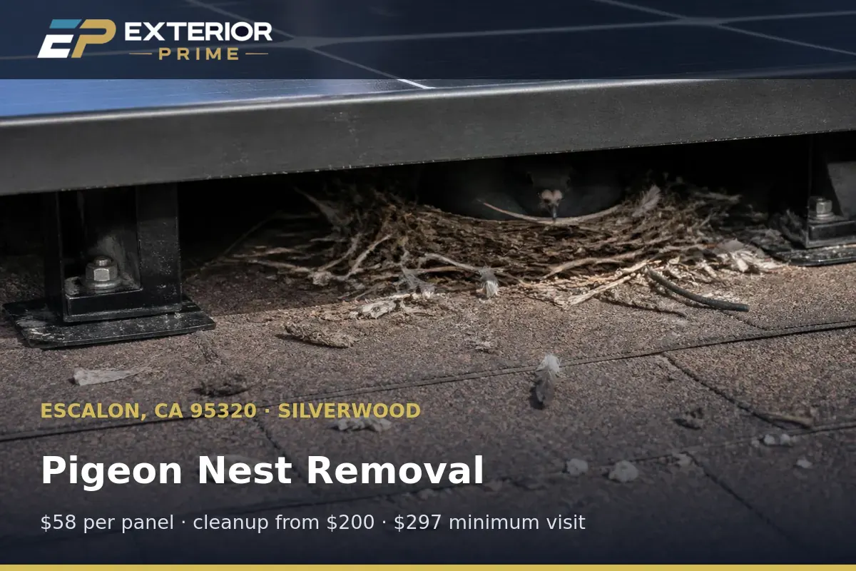 Compacted pigeon nest lifted from between roof tile and a solar module on a Silverwood home in Escalon, CA