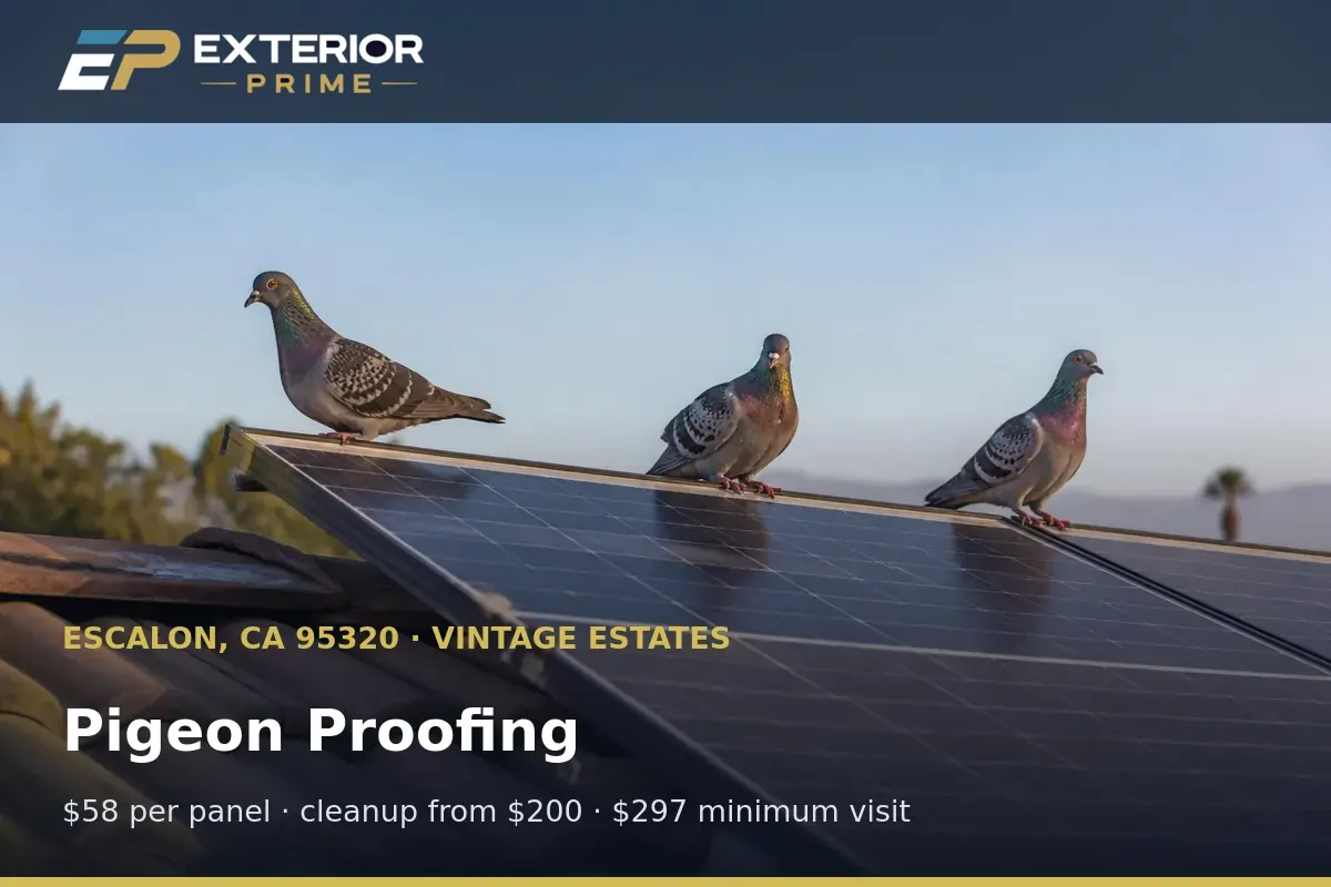 Pigeon flock on a tile roof beside a solar array in Vintage Estates, Escalon, CA