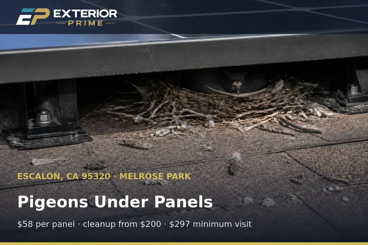 Nesting material and pigeon droppings visible in the gap beneath solar modules on a Melrose Park roof in Escalon, CA