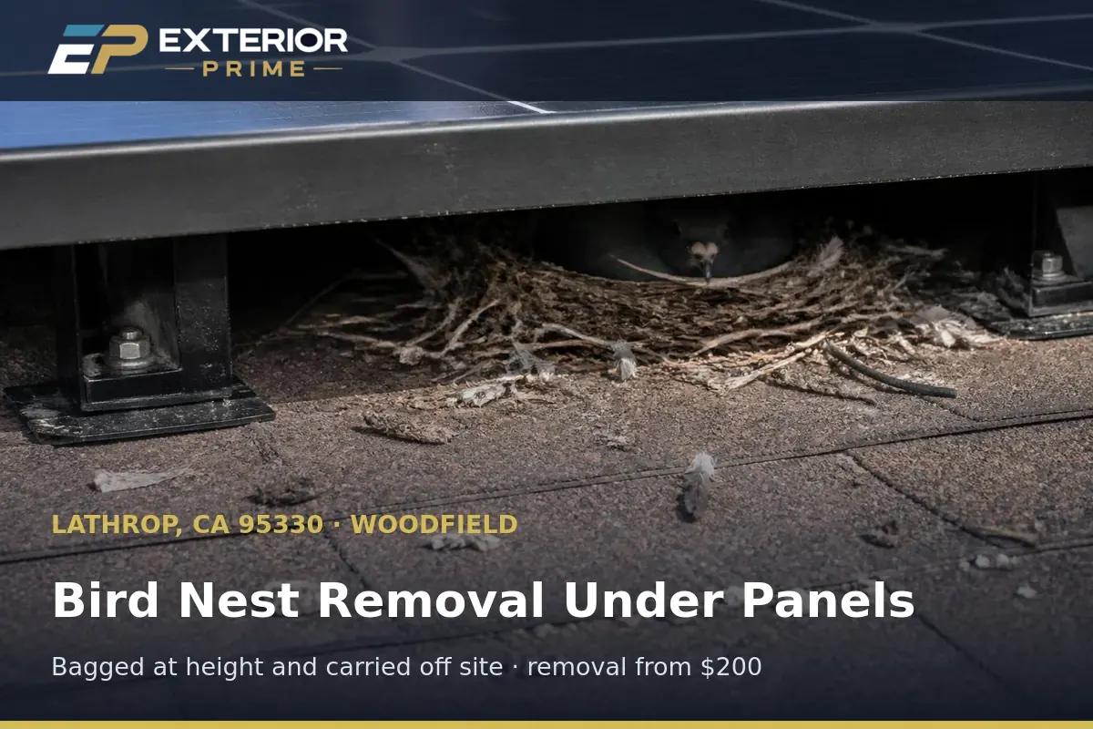 Bird nest built of twigs and feathers wedged under a rooftop solar module on a Woodfield home in Lathrop, CA