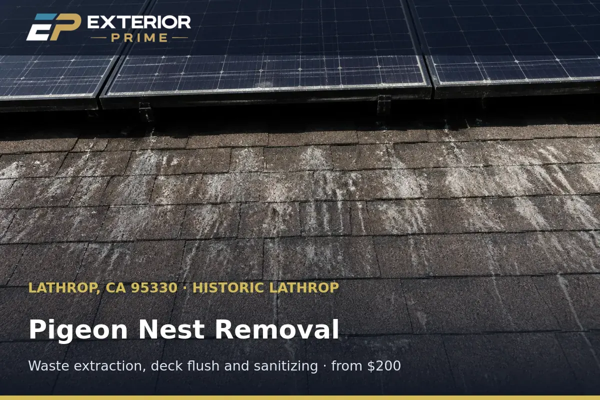 Packed pigeon nesting waste and dropping residue on the roof deck beneath solar panels in Historic Lathrop, CA