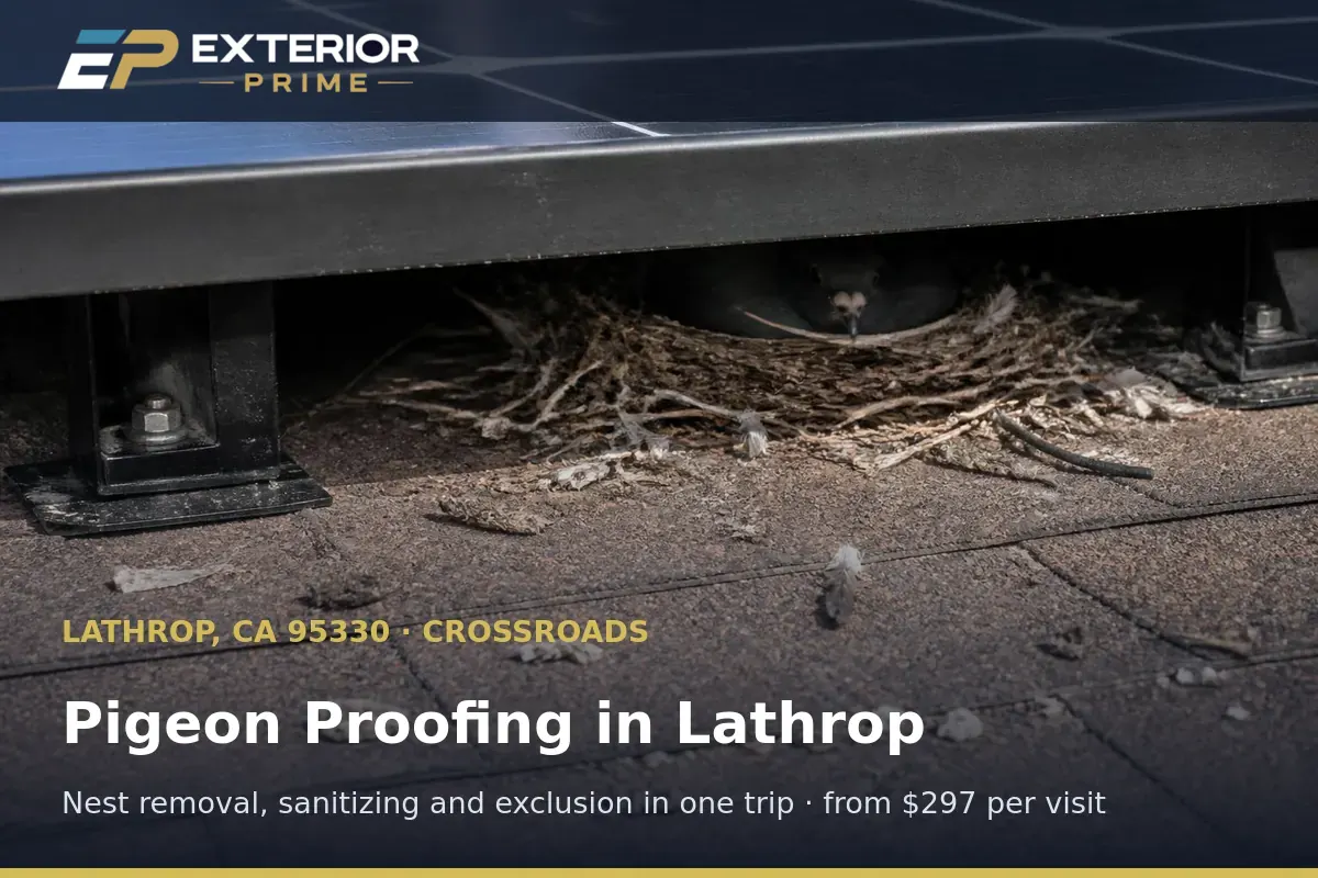 Pigeon nest of twigs, feathers and droppings packed into the gap beneath a rooftop solar panel in Lathrop, CA