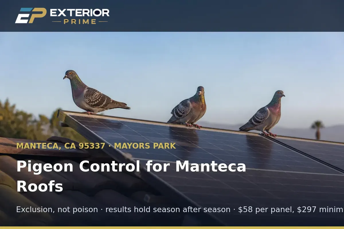 Flock of pigeons on a rooftop solar panel edge above a Manteca, CA home needing pigeon control