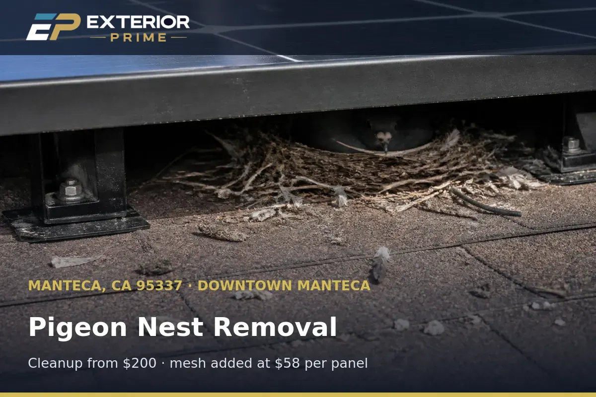 Pigeon nest and droppings under a rooftop solar module on a Manteca, CA roof scheduled for removal and proofing