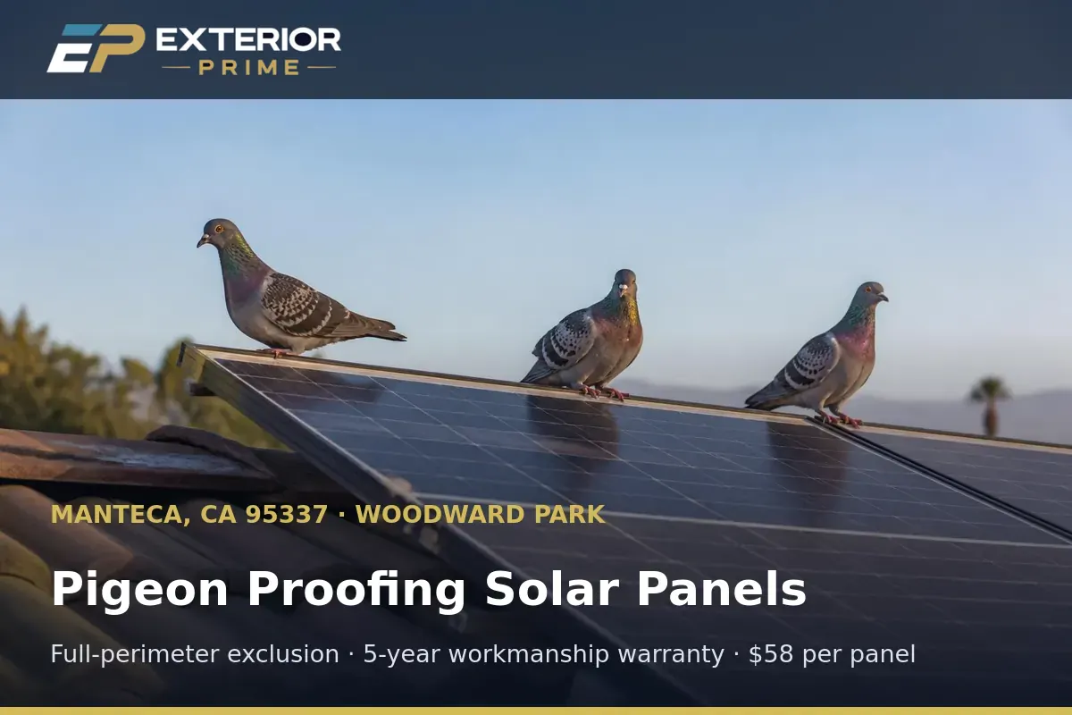 Pigeons perched on the edge of a rooftop solar panel array on a Manteca, CA home before pigeon proofing