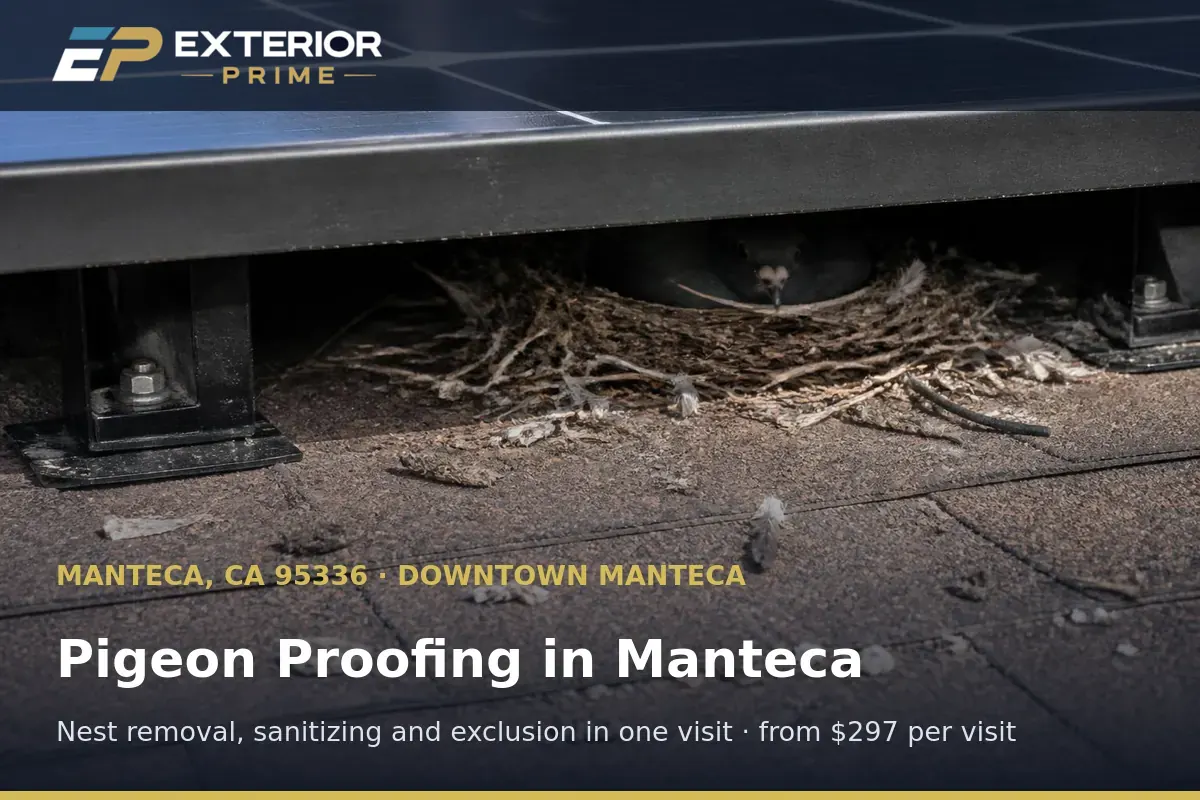 Pigeon nest of twigs and feathers built in the gap under a rooftop solar panel on a Manteca, CA shingle roof