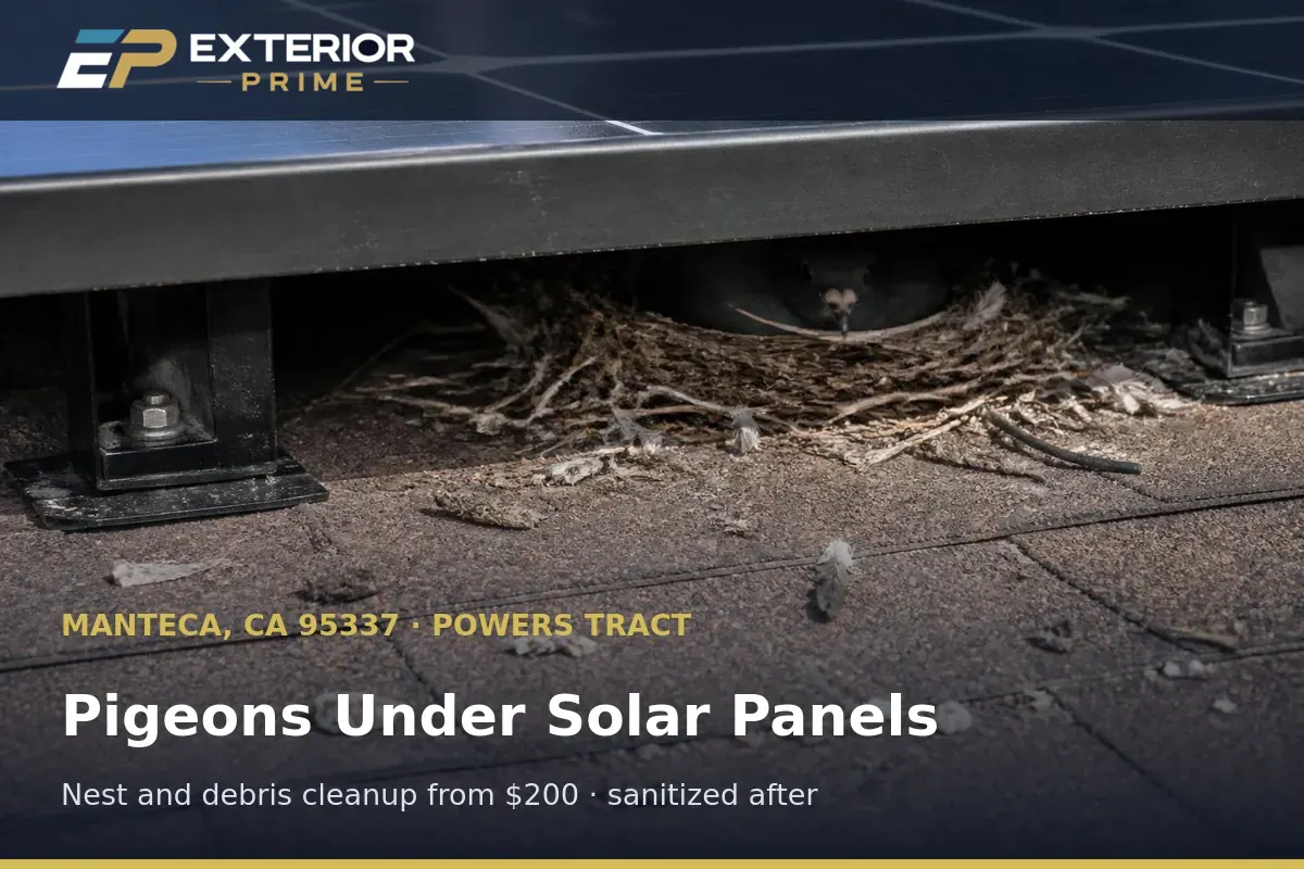 Pigeon nesting material and droppings in the cavity under rooftop solar panels on a Manteca, CA home