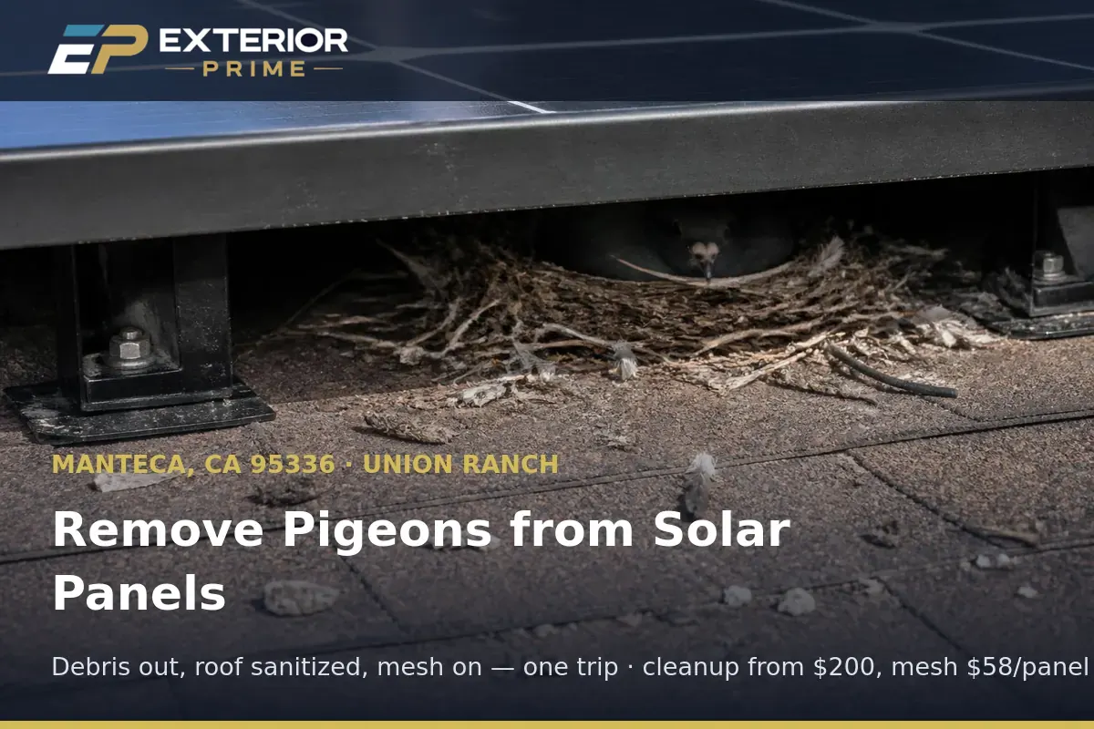 Nesting debris and feathers being cleared from beneath a rooftop solar array on a Manteca, CA shingle roof