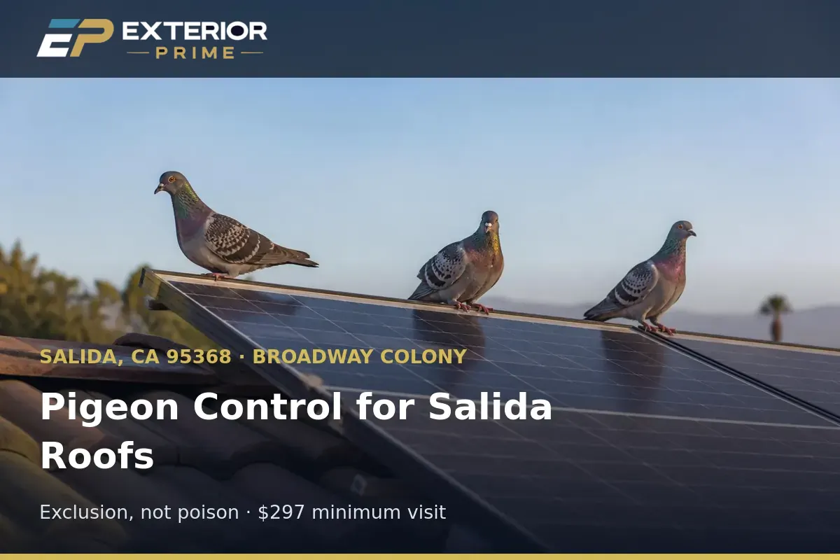 Flock of pigeons on the ridge above a solar array on a Broadway Colony home in Salida, CA needing pigeon control