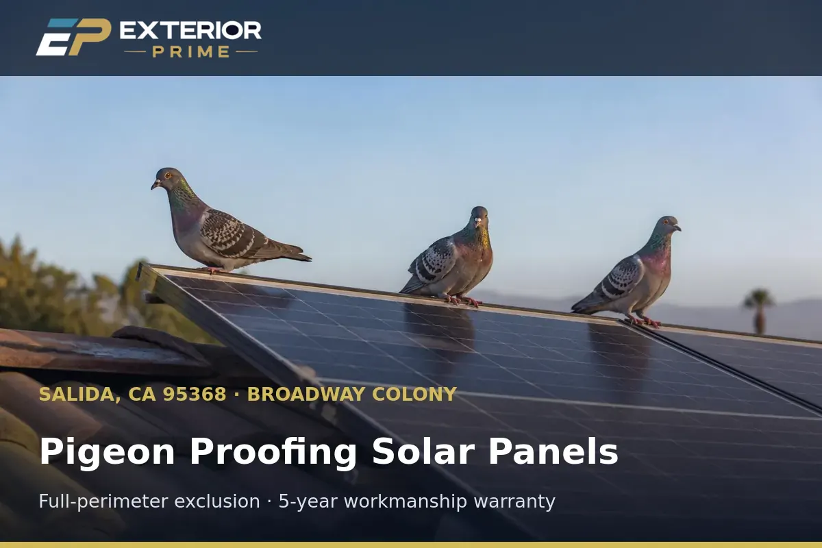 Pigeons perched along the edge of a rooftop solar array on a Broadway Colony home in Salida, CA before proofing