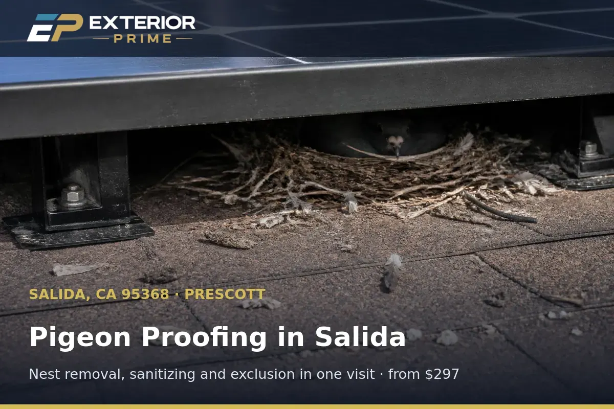 Pigeon nest with feathers and droppings found under a rooftop solar array on a Prescott-area home in Salida, CA