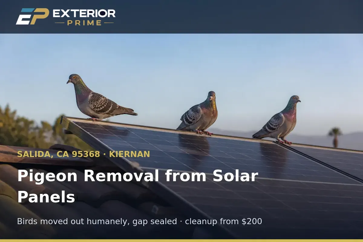 Pigeons sitting on a rooftop solar array on a Kiernan-area home in Salida, CA before humane removal and exclusion