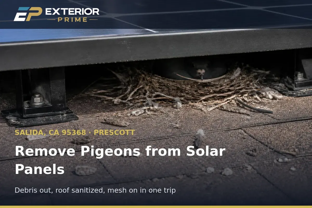 Nesting debris and feathers being cleared from beneath a solar array on a Prescott-area roof in Salida, CA
