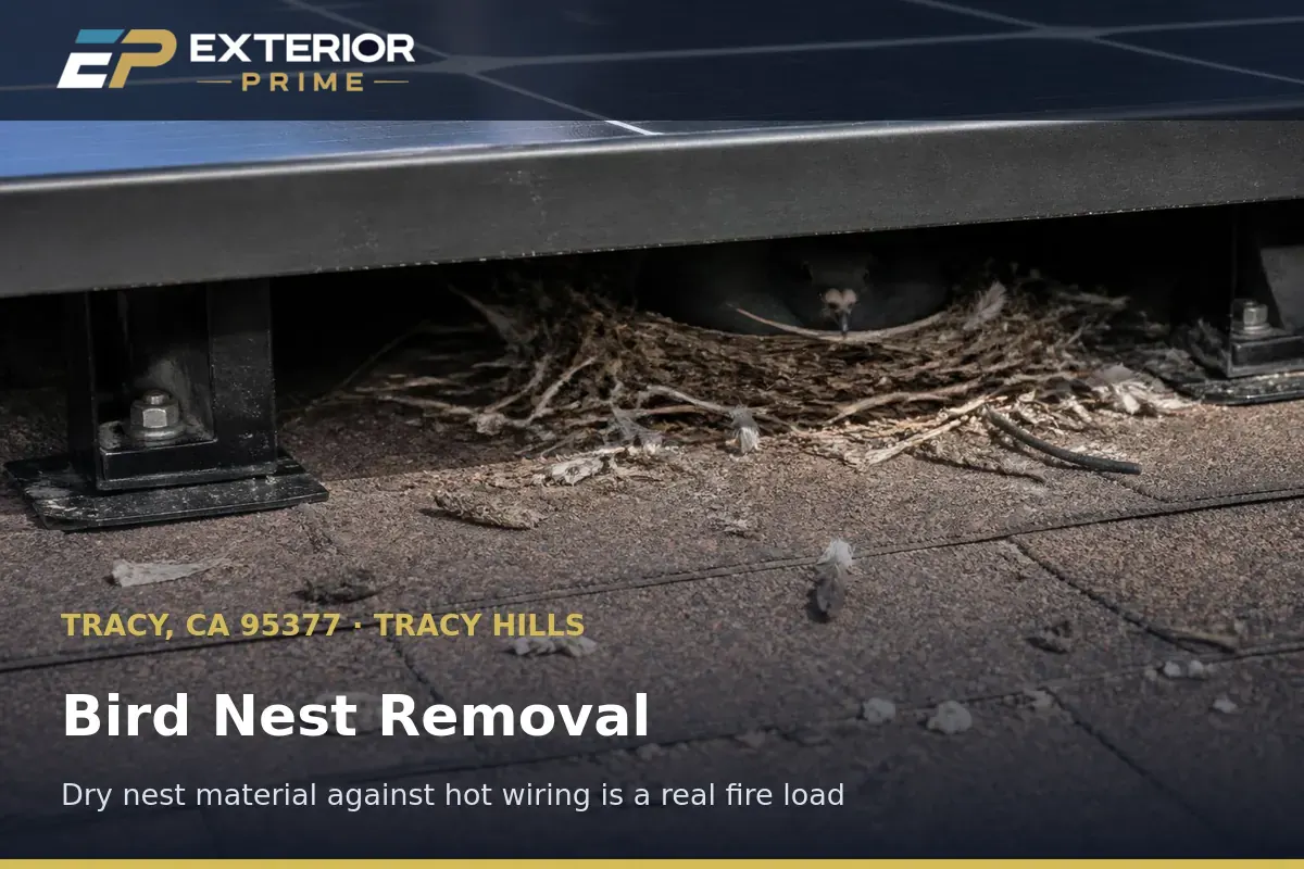 Dry twig and straw bird nest packed against conduit under a rooftop solar array on a Tracy Hills home in Tracy, California