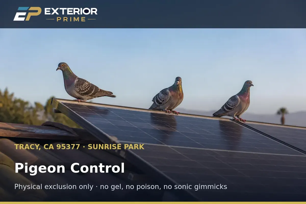 Pigeon flock roosting on a rooftop solar array near Sunrise Park in Tracy, CA where repellent gel has already failed in summer heat