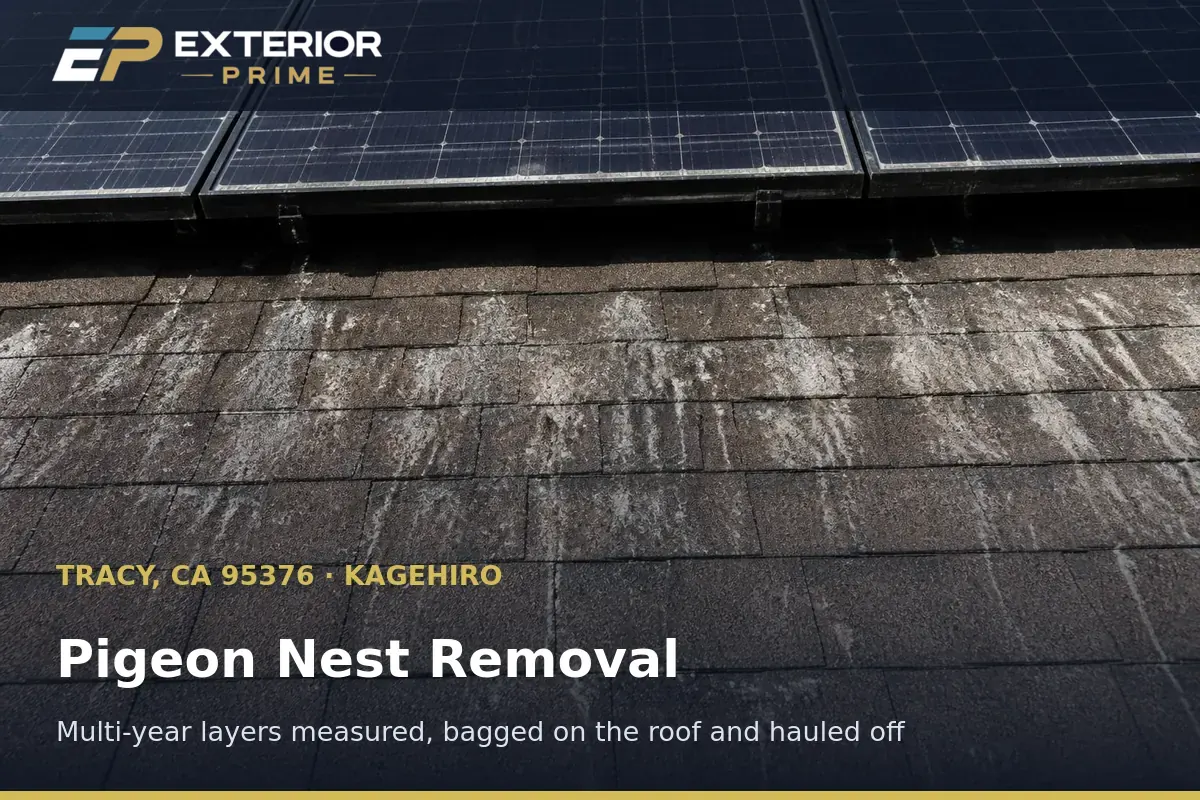 Thick multi-season pigeon nest layer being bagged from the roof deck beneath solar panels at a Kagehiro area home in Tracy, CA