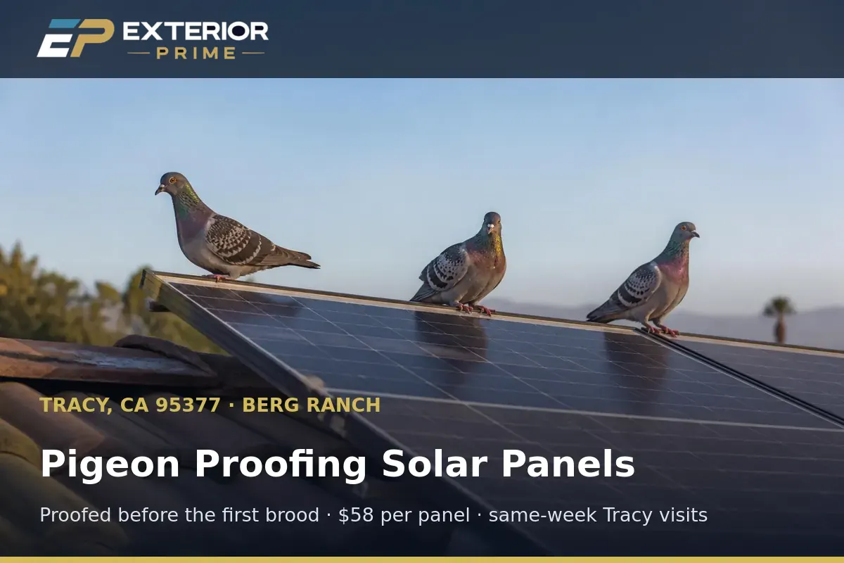 Pigeons perched along the raised edge of a new high-standoff solar array on a Berg Ranch rooftop in Tracy, CA before proofing