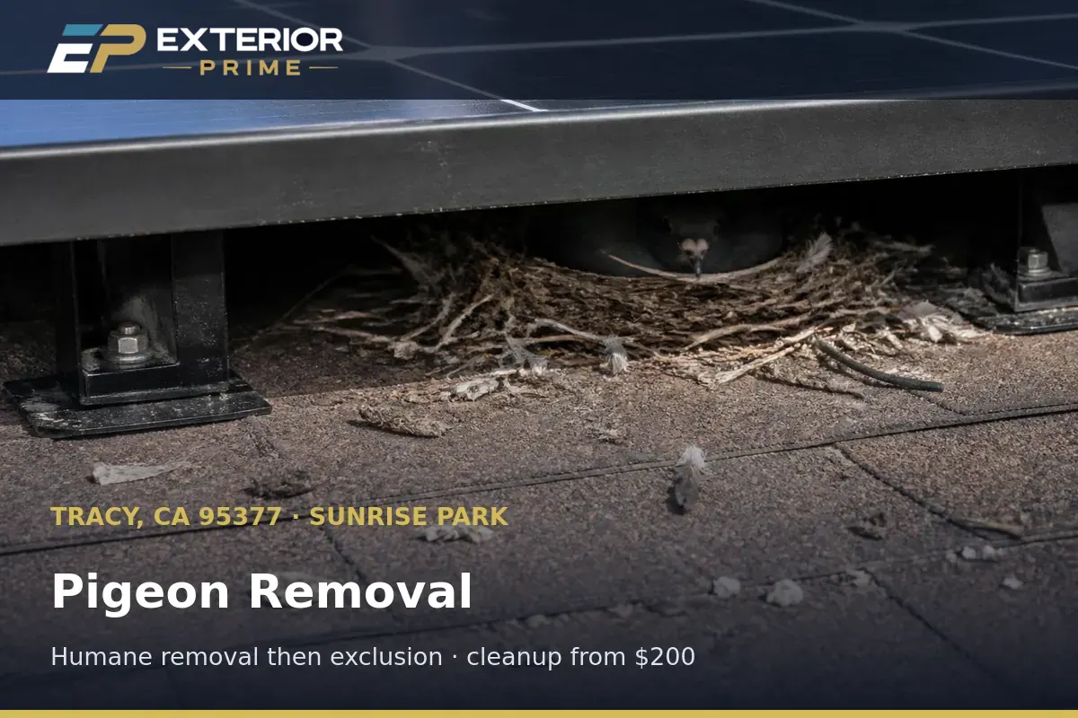 Nesting pigeons and packed debris visible in the cavity beneath a rooftop solar array on a Sunrise Park home in Tracy, California