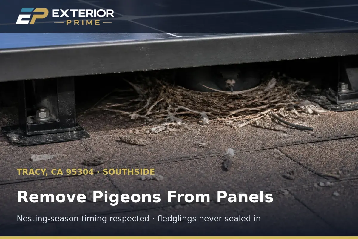 Exterior Prime professional carefully lifting compacted nesting material out from beneath a solar module on a Tracy, CA rooftop