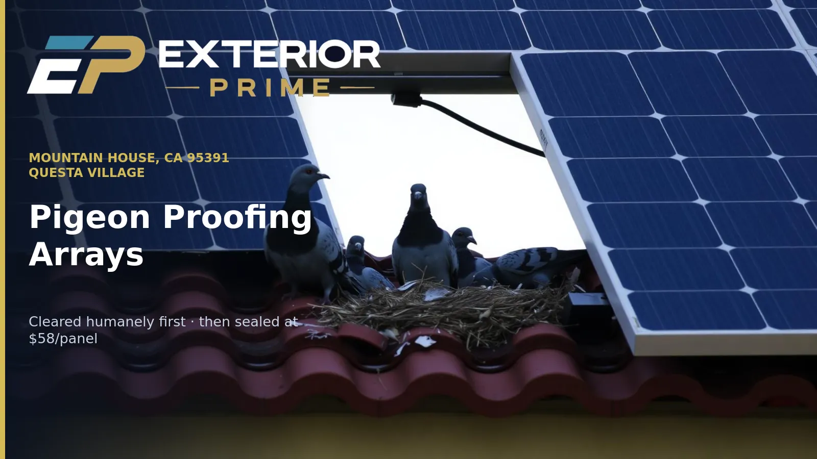 Feral pigeons and a nest packed into the gap between rooftop solar panels and roof tile on a Questa village home in Mountain House, CA